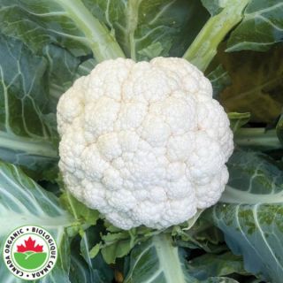 Tressaury Organic Cauliflower Thumbnail